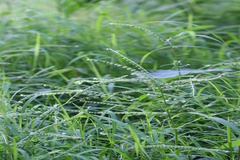 Cynoglossum zeylanicum